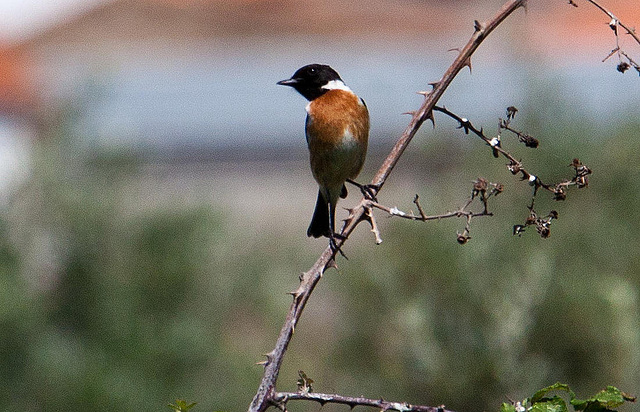 20120515 9898RAw [E] Schwarzkehlchen (Saxicola torquatus), Herguijuela, Extremadura, Spanien