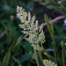 20120515 9896RAw [E] Gras, Herguijuela