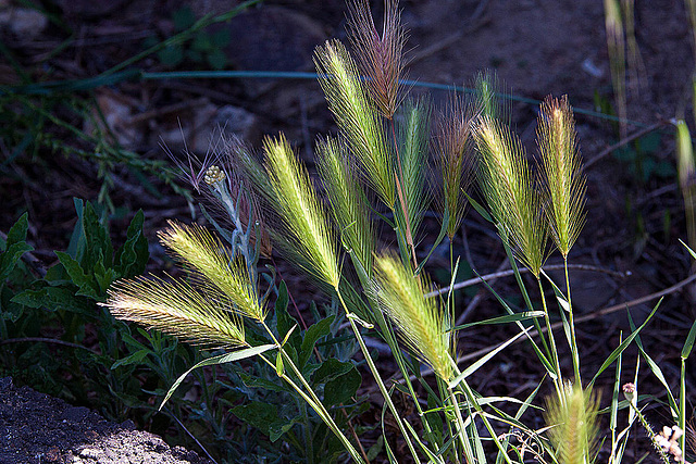 20120515 9895RAw [E] Mäuse-Gerste (Hordeum murinum), Herguijuela, Extremadura