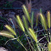 20120515 9895RAw [E] Mäuse-Gerste (Hordeum murinum), Herguijuela, Extremadura