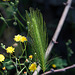 20120515 9894RAw [E] Mäuse-Gerste (Hordeum murinum), Herguijuela, Extremadura