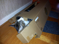 IKEA's latest addition ASTOR comes pre-assembled