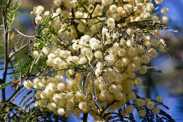 20120515 9888RAw [E] Silber-Akazie (Acacia dealbata) [Falsche Mimose], Herguijuela, Extremadura