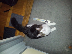 Astor just over 6mts next to a 30cm ruler