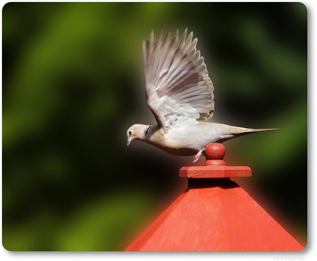 Flieg Täubchen,flieg....