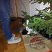 Astor helping out decorating the x-mas tree