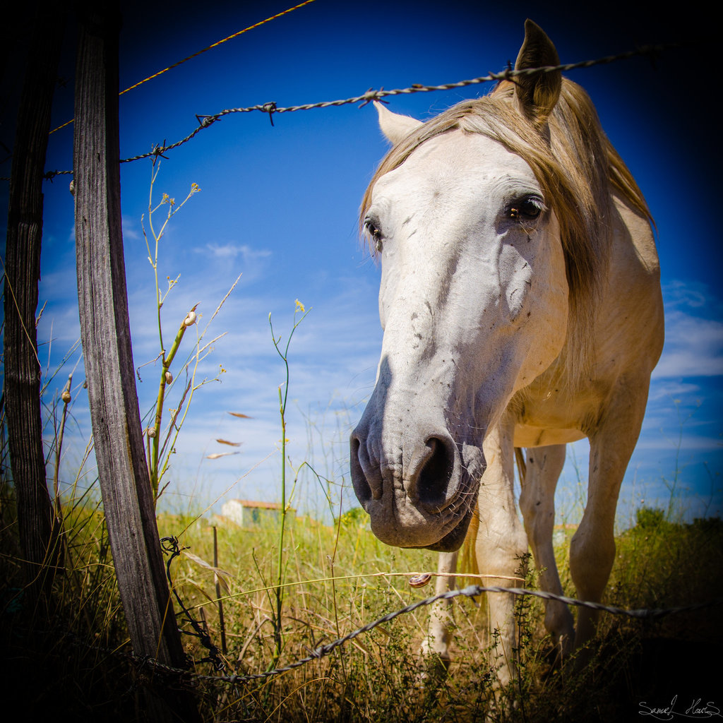 Cheval et coquilles