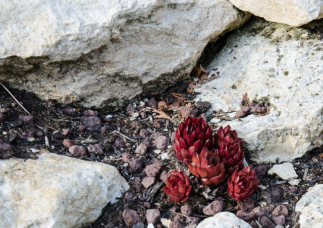 Sempervivum