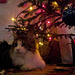 Astor by the tree