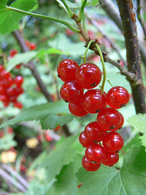 rote Johannisbeeren