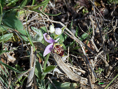 Orchidée sauvage : Ophrys apiféra !