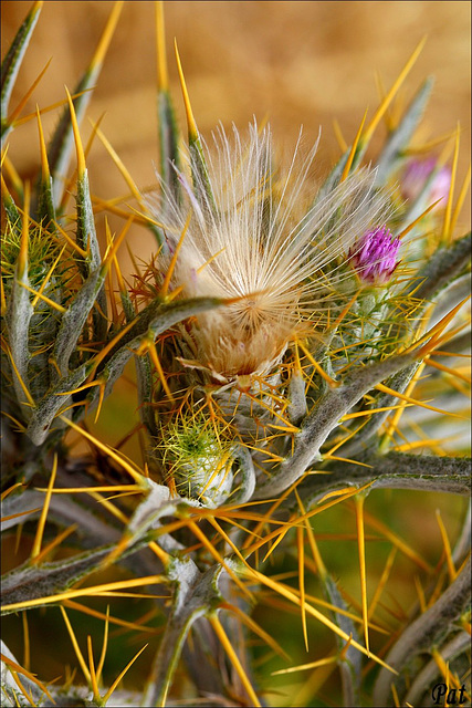 Fleurs sauvages