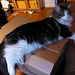 Size reference. Astor on a moving box