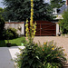 Bouillon blanc-Verbascum phlomoïdes