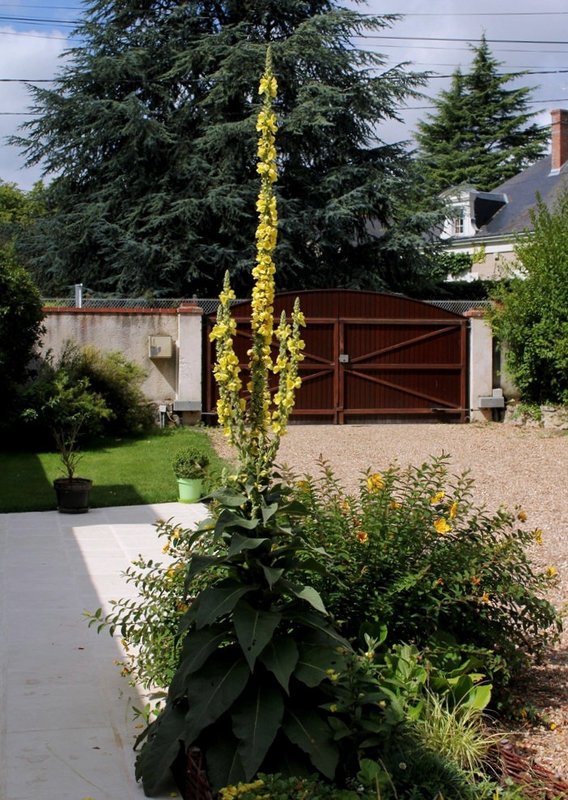 Bouillon blanc-Verbascum phlomoïdes