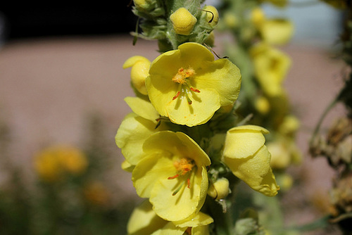 Bouillon blanc-Verbascum phlomoïdes