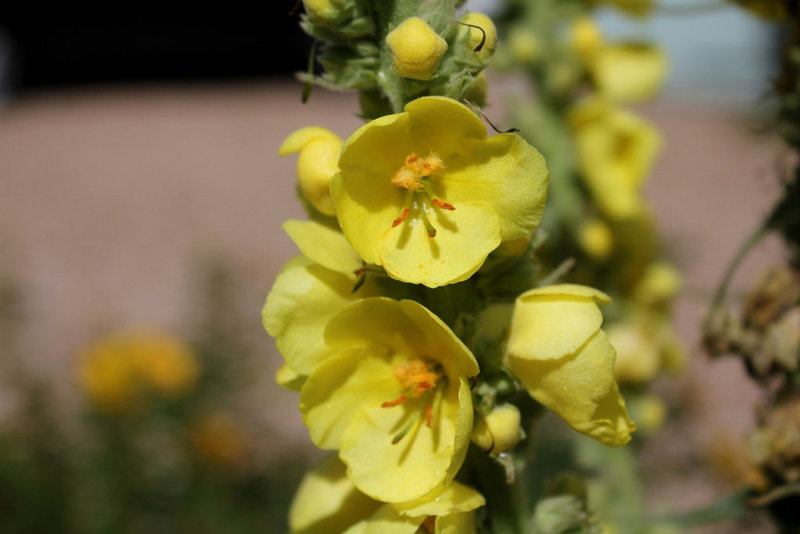 Bouillon blanc-Verbascum phlomoïdes