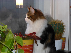 Any birds out there?