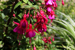 Fuchsia (3)