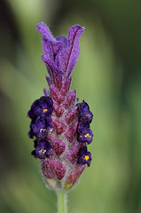 Lavandula stoechas-Lavande papillon