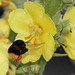 Le bourdon et le Verbascum