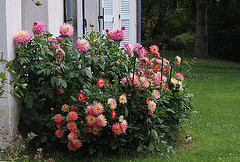 Massif de Dahlias (2)