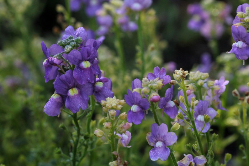 Nemesia