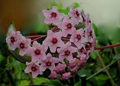 Hoya carnosa tricolor  (2)