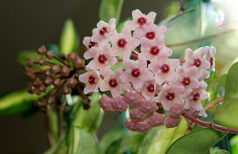 Hoya carnosa tricolor