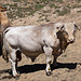 20120515 9886RAw [E] Rind, Herguijuela