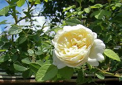Rose blanche
