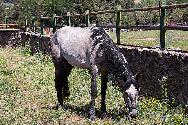 20120515 9883RAw [E] Pferd, Herguijuela, Spanien