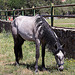 20120515 9883RAw [E] Pferd, Herguijuela, Spanien