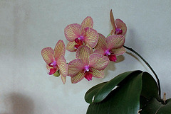 Phalaenopsis hybride (3) Phalaenopsis hybride (3)
