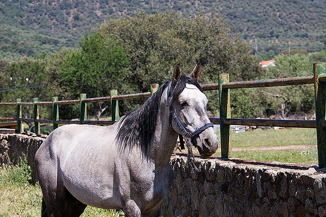 20120515 9882RAw [E] Pferd Herguijuela, Spanien