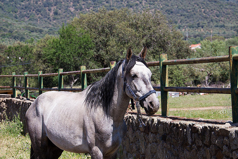 20120515 9882RAw [E] Pferd Herguijuela, Extremadura