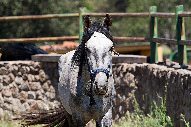 20120515 9881RAw [E] Pferd, Herguijuela, Spanien
