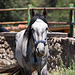 20120515 9881RAw [E] Pferd, Herguijuela, Spanien