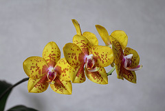 Phalaenopsis hybride (2) Phalaenopsis hybride (2)