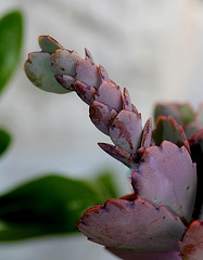 Kalanchoe