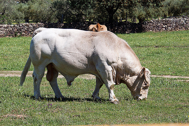 20120515 9879RAw [E] Rind, Herguijuela