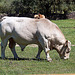 20120515 9879RAw [E] Rind, Herguijuela