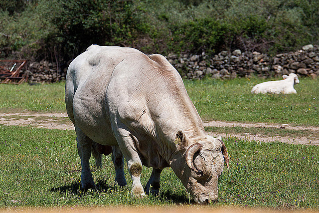 20120515 9878RAw [E] Rind Herguijuela