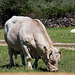 20120515 9878RAw [E] Rind Herguijuela