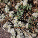 20120515 9877RAw [E] Silber-Mauermiere (Paronychia argentea), Herguijuela, Extremadura