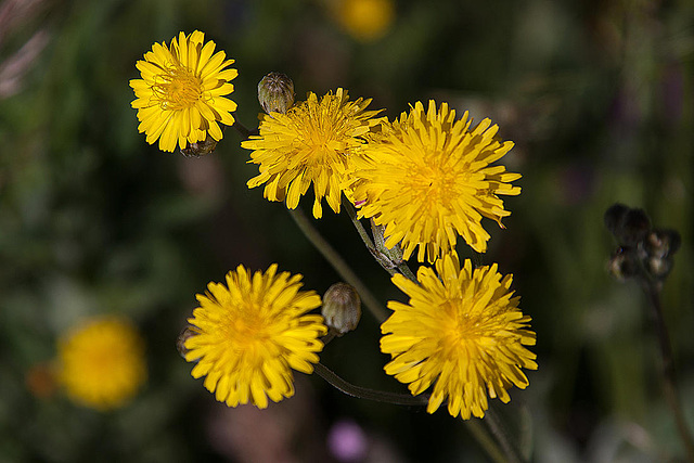 20120515 9875RAw [E] Blasen-Pippau (Crepis vesicaria), Herguijuela, Extremadura