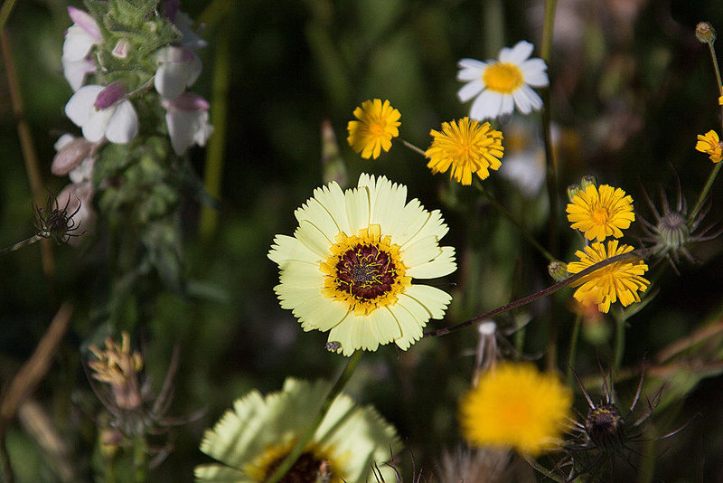 20120515 9874RAw [E] Herguijuela