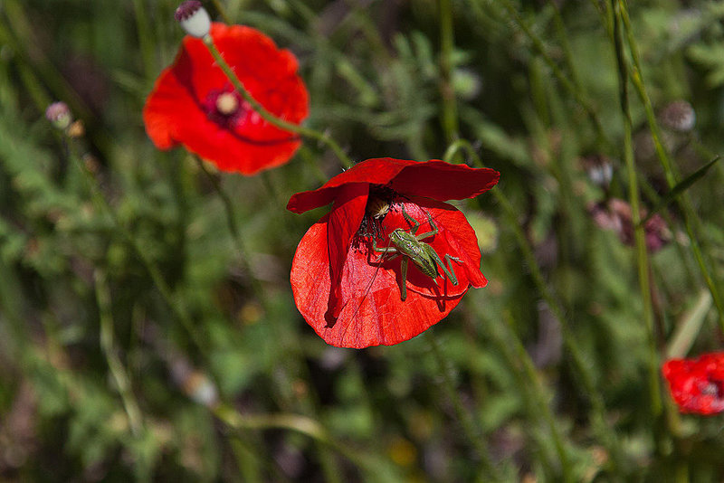 20120515 9873RAw [E] Heuschrecke, Mohn, Herguijuela