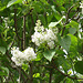 White lilac blooming