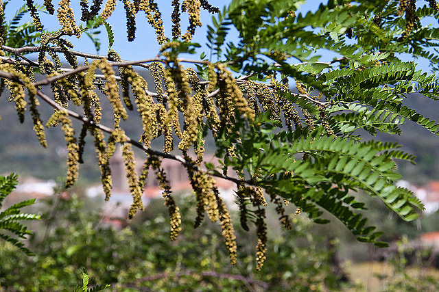 20120515 9871RAw [E] Herguijuela